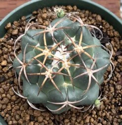 Coryphantha Elephantidens Cactus Plant -Green Aura 0 10 4 1