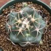 Coryphantha Elephantidens Cactus Plant -Green Aura 0 10 4