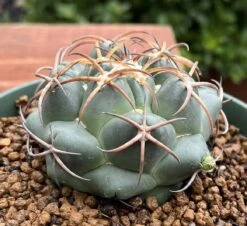 Coryphantha Elephantidens Cactus Plant -Green Aura 0 11 4