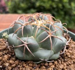 Coryphantha Elephantidens Cactus Plant -Green Aura 0 12 4
