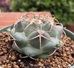 Coryphantha Elephantidens Cactus Plant -Green Aura 0 13 3