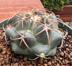 Coryphantha Elephantidens Cactus Plant -Green Aura 0 14 3