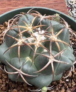 Coryphantha Elephantidens Cactus Plant -Green Aura 0 15 3