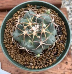 Coryphantha Elephantidens Cactus Plant -Green Aura 0 16 2