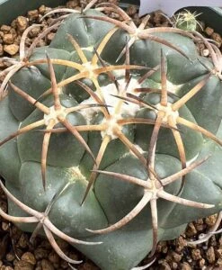 Coryphantha Elephantidens Cactus Plant -Green Aura 0 17 1
