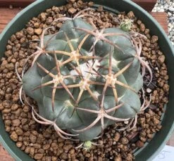 Coryphantha Elephantidens Cactus Plant -Green Aura 0 18