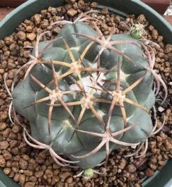 Coryphantha Elephantidens Cactus Plant -Green Aura 0 19