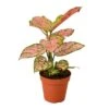 Chinese Evergreen 'Lady Valentine' | Pink Variegated Foliage In 4-inch Pot -Green Aura 02656355 1b53 577d 8fa5 89994ab8915c 96cced08 6dde 43b1 9e7d b3d8e2480db3 700x700