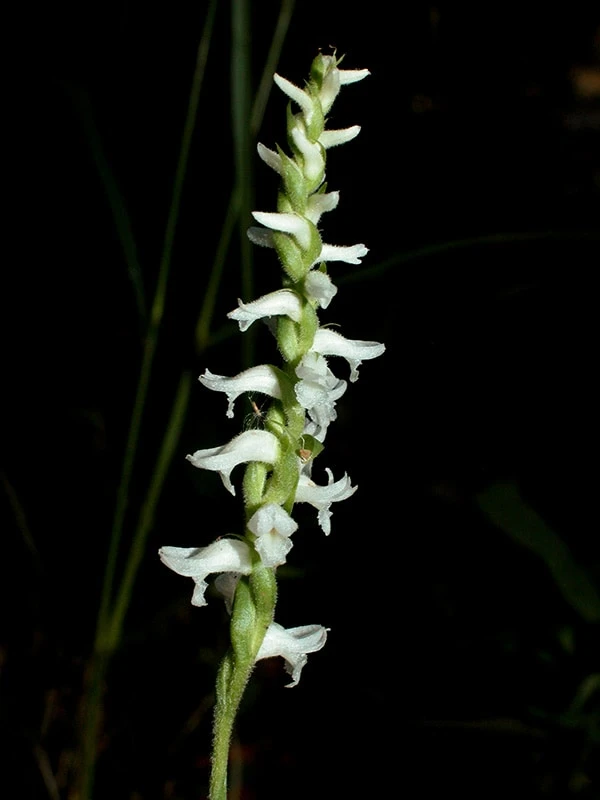 Orchid Spiranthes Cernua Bog Orchid Outdoors 10 Orchid Spiranthes Cernua Bog Orchid Outdoors - Image 8