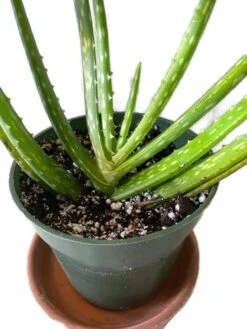 Live Aloe Vera Plant In A 4 Inch Pot! Amazing Health Benefits! -Green Aura 1 10