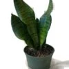 Stunning Snake Plant Sansevieria Zeylanica In A 6 Inch Pot!
