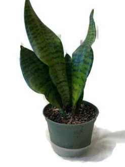 Stunning Snake Plant Sansevieria Zeylanica In A 6 Inch Pot!