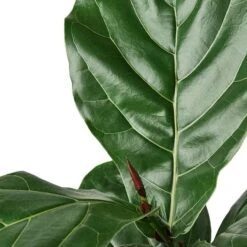 Ficus Lyrata 'Fiddle Leaf Fig' Indoor Plant - Stunning And Air Purifying | 4-inch Pot -Green Aura 1 Ficus Lybata 6 DETAIL 700x700