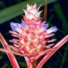 Ananas Lucidus Fire Pineapple Rare Plant Ships Free. -Green Aura 1265 13