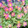 Purslane Edible "Cotton Candy" Herb Ships Free. -Green Aura 1265 16