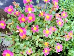 Purslane Edible "Cotton Candy" Herb Ships Free.