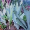 Great Blue Sansevieria Snake Plant Ships Free. -Green Aura 1265 20