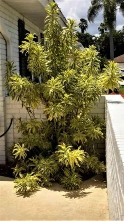 Dracaena Song Of India Plant Ships Free. -Green Aura 1265 22