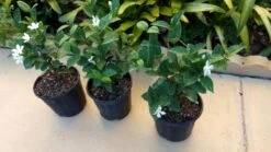 Asian Snow Wrightia Antidysenterica Rare Bush Ships Free. -Green Aura 1265