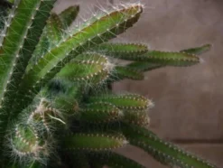 Green Aura -Green Aura 1265 7