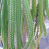 Strophocactus Dog Tail Cactus (3) Cuttings Ship Free. -Green Aura 1265b 1