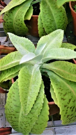 Kalanchoe Gastonis Bonnieri Donkey Ear Ships Free. -Green Aura 1265h 1