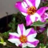Purslane Edible "Raspberry Parfait" Herb Ships Free. -Green Aura 1265j 1