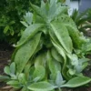 Kalanchoe Gastonis Bonnieri Donkey Ear Ships Free. -Green Aura 1265j