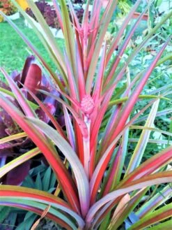 Ananas Lucidus Fire Pineapple Rare Plant Ships Free. -Green Aura 1265k 2 1