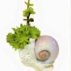 Succulent Seashell Planter Ships Free. -Green Aura 1265m