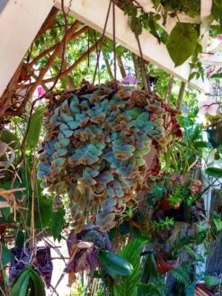 Rare Tradescantia Bunny Bellies Ship Free. -Green Aura 1265m 2