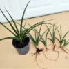 Sansevieria Bacularis Fernwood Mikado Snake Plant Ships Free.