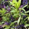 Dracaena Song Of India Plant Ships Free. -Green Aura 1265p 3