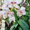Ground Orchid Spathoglottis Pink Ships Free. -Green Aura 1265q 1
