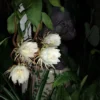 Epiphyllum Oxpetalum Cereus Night Orchid Ships Free. 1 Epiphyllum Oxpetalum Cereus Night Orchid Ships Free. -Green Aura 1265r