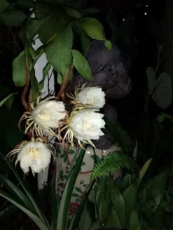 Epiphyllum Oxpetalum Cereus Night Orchid Ships Free.