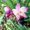 Ground Orchid Spathoglottis Purple Ships Free -Green Aura 1265t 3