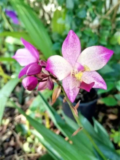 Ground Orchid Spathoglottis Purple Ships Free