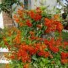 Mexican Flame Vine Best Pollinator Ships Free. -Green Aura 1265v 1