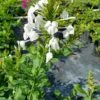 White Plumbago Zeylanica Ceylon Leadwort 20" Ships Free. 1 White Plumbago Zeylanica Ceylon Leadwort 20" Ships Free. -Green Aura 1265w 2