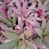 Tri Color Dwarf Oyster Plants Tradescantia Spathacea Ships Free. -Green Aura 1265y 1