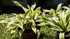 Dracaena Song Of India Plant Ships Free. -Green Aura 1265y 2