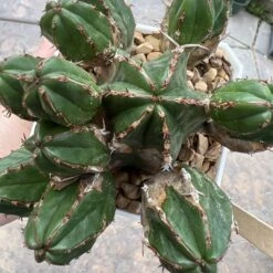 EUPHORBIA HANDIENSIS -Green Aura 12CC1892 788C 4F2D A2B2 43B255E6933B