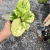 Peperomia Marble 4 Inch Pot Live Plant -Green Aura 15F65918 75A7 48A3 AF70 EB2CCBA09BA5 1 201 a