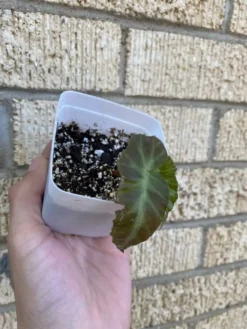 Begonia ‘Grey Feather’ -Green Aura 1659029127 2