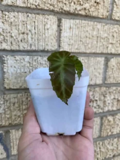 Begonia ‘Grey Feather’ -Green Aura 1659029129 3