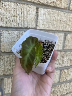 Begonia ‘Grey Feather’ -Green Aura 1659029132 4