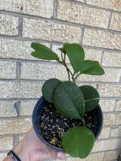 Hoya ‘Obovata’ -Green Aura 1659029415 3