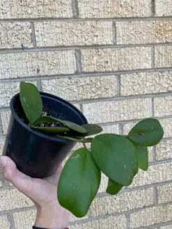 Hoya ‘Obovata’ -Green Aura 1659029420 5