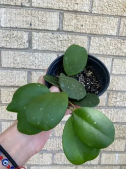 Hoya ‘Obovata’ -Green Aura 1659029422 6